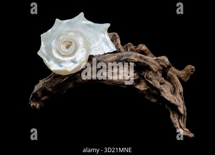 Pearled Delphinula Seashell on Weathered Driftwood Stock Photo