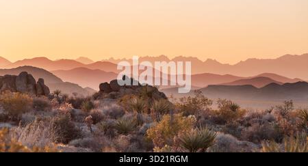Unusual joshua tree national park landscapes, USA Stock Photo