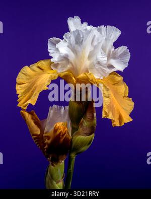 Elegant White and Yellow Bearded Iris on Deep Blue Stock Photo