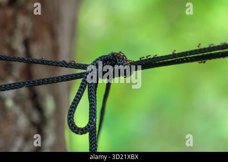 selective focus A hammock rope tied to a shady tree with many ants walking on the rope. There is space for text. Green nature background. Stock Photo