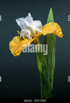 Elegant White and Yellow Bearded Iris on Green Stock Photo