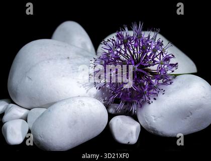 Purple Allium Flower with White Stones on Black Stock Photo