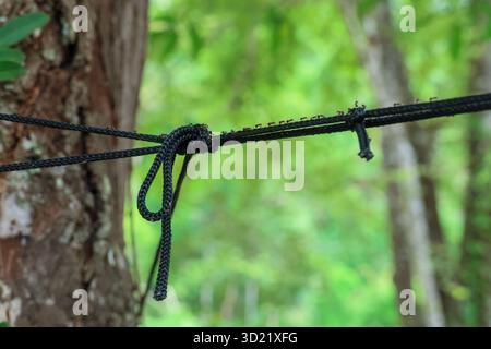 selective focus A hammock rope tied to a shady tree with many ants walking on the rope. There is space for text. Green nature background. Stock Photo