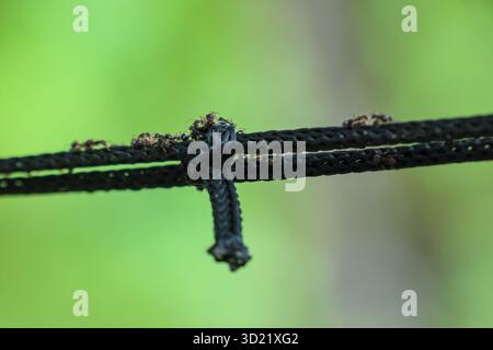 selective focus A hammock rope tied to a shady tree with many ants walking on the rope. There is space for text. Green nature background. Stock Photo