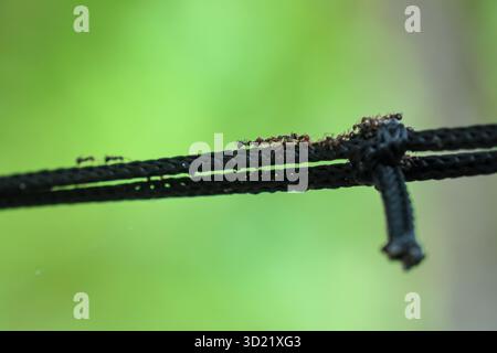 selective focus A hammock rope tied to a shady tree with many ants walking on the rope. There is space for text. Green nature background. Stock Photo