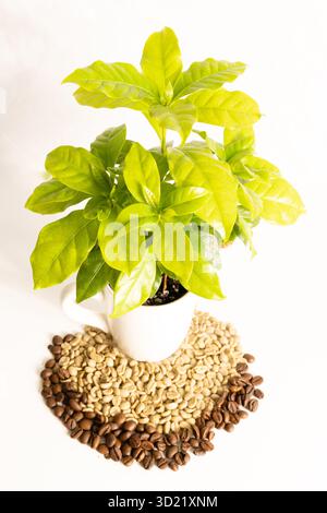 Coffee plant bush on white background Stock Photo - Alamy