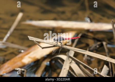 Selective FocusA large, red-bottomed, big-eyed dragonfly on a branch by a stream. Stock Photo