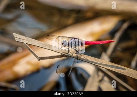 Selective FocusA large, red-bottomed, big-eyed dragonfly on a branch by a stream. Stock Photo