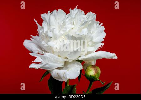 White Peony and Bud Beauty on a Red Background Stock Photo
