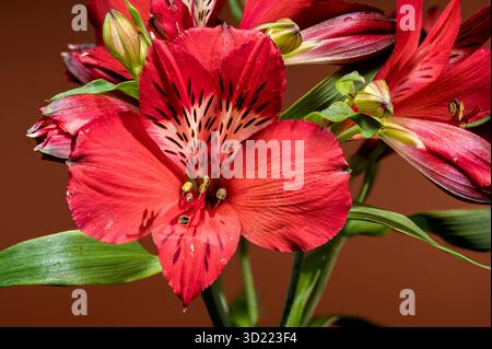 Bold Red Alstroemeria Flowers on a Matching Red Background Stock Photo