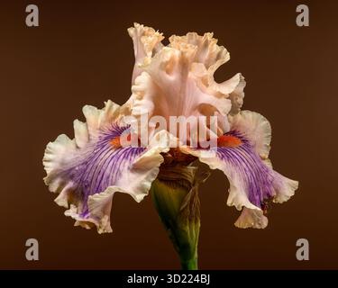 Soft Peach and Purple Iris Bloom with Bud on Brown Stock Photo