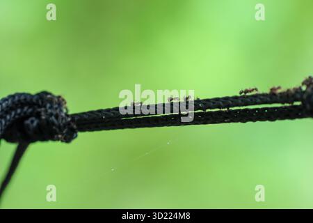 selective focus A hammock rope tied to a shady tree with many ants walking on the rope. There is space for text. Green nature background. Stock Photo