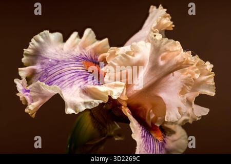 Soft Peach and Purple Iris Bloom with Bud on Brown Stock Photo