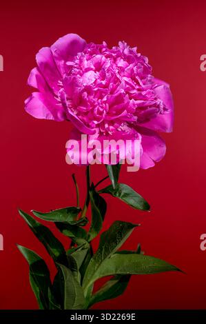 Pink Peony Bloom on Red Background with Water Droplets Stock Photo