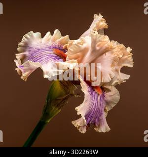 Soft Peach and Purple Iris Bloom with Bud on Brown Stock Photo