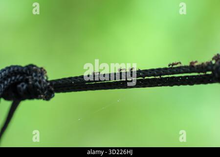selective focus A hammock rope tied to a shady tree with many ants walking on the rope. There is space for text. Green nature background. Stock Photo