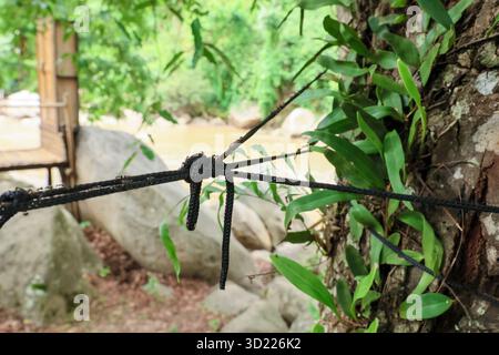 selective focus A hammock rope tied to a shady tree with many ants walking on the rope. There is space for text. Green nature background. Stock Photo