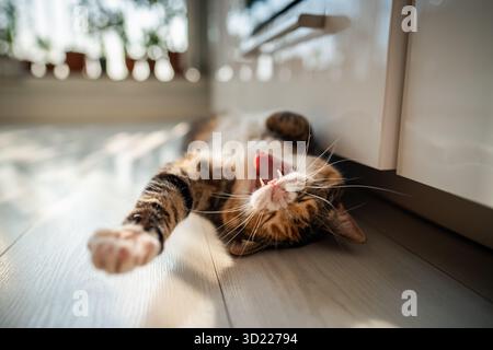 Lazy funny calico cat lying on the floor, yawning, stretching paw, wants to play. Life of pets. Stock Photo