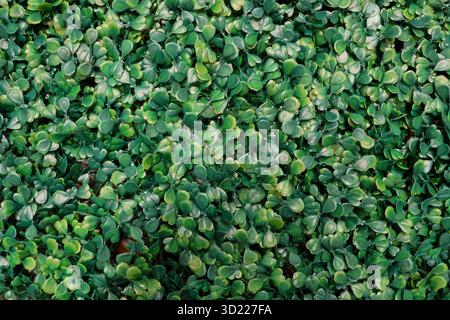 Green artificial plant texture background. Small green leaves are made of a plastic-patterned background. Stock Photo