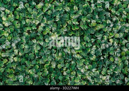 Green artificial plant texture background. Small green leaves are made of a plastic-patterned background. Stock Photo
