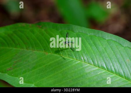 Close-up long-legged flies (Dolichopodidae) beautiful emerald green on green leaves in the forest in the rainy season. Green nature background. Stock Photo