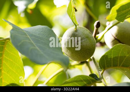 nut on the tree branch Stock Photo
