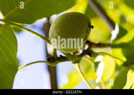 nut on the tree branch Stock Photo