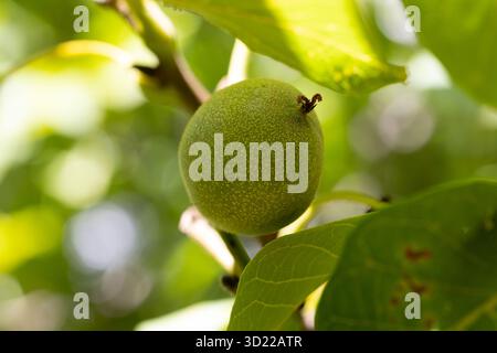 nut on the tree branch Stock Photo