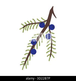 Juniper sprig with berries on a white background. Vector illustration Stock Vector