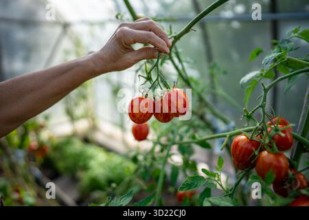 Hand of gardener picking tomato twig in greenhouse, ripe fruits checking. Crop harvest, plant care Stock Photo