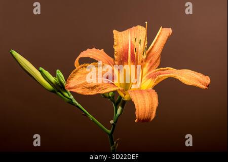 Captivating Orange Daylily Bloom with Water Droplets on a Rich Brown Background Stock Photo