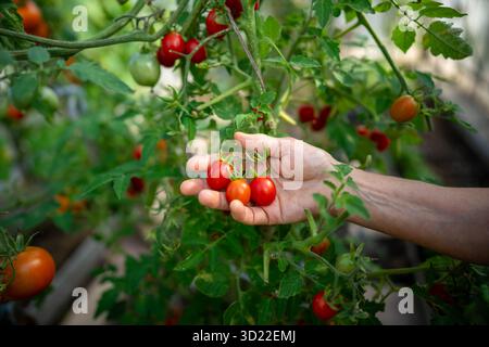 Tomatoes cultivation in greenhouse. Arm collect vegetables fruit, manual harvesting in garden Stock Photo