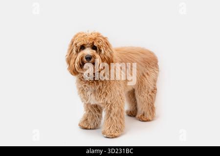 Curly brown Labradoodle or poodle or goldendoodle dog on a white isolated background Stock Photo
