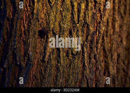 Gentle sunset glow enhances the texture of birch bark.The structure of oak bark. Stock Photo