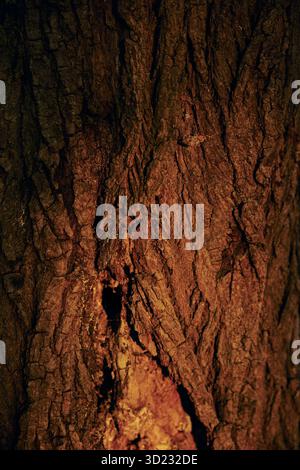 Golden light touches the rough bark of an old oak at sunset. Oak bark texture. Stock Photo