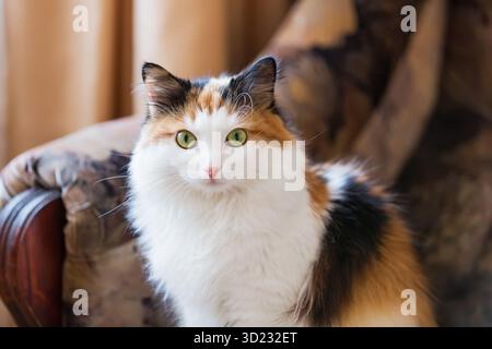 Portrait of a adorable, beautiful fluffy calico cat with green eyes sitting on a sofa at home. Young beautiful tricolor cat sits in a chair and looks Stock Photo