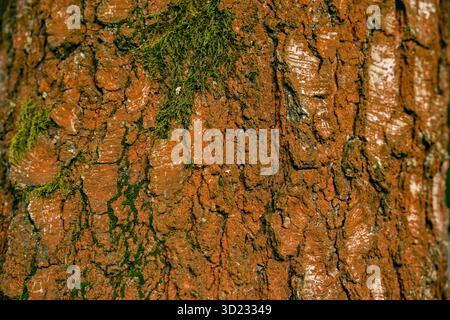 Warm tones of ochre and green on an old oak trunk. Oak bark and green moss. Stock Photo