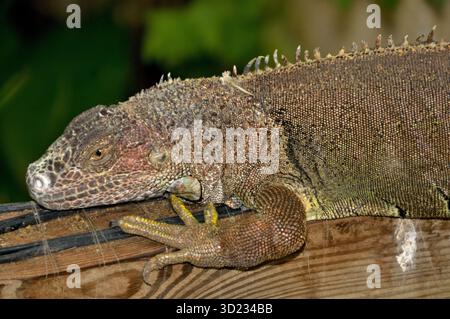 Cuban rock iguana resting on wooden surface with blurred background Stock Photo