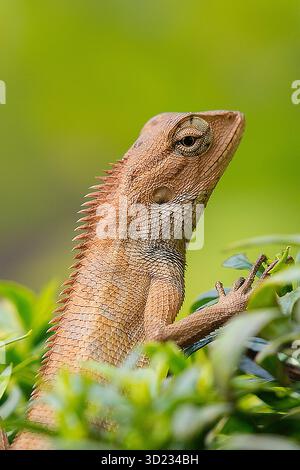 Oriental garden lizard climbing on green bush Stock Photo