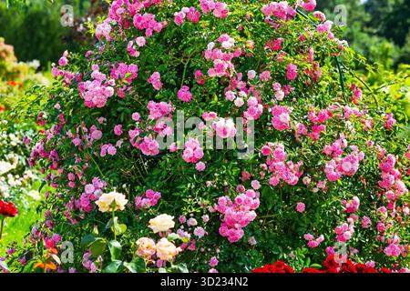Beautiful pink roses bush in summer morning garden. Beautiful roses in nature, large inflorescence of roses on a garden bush. Stock Photo