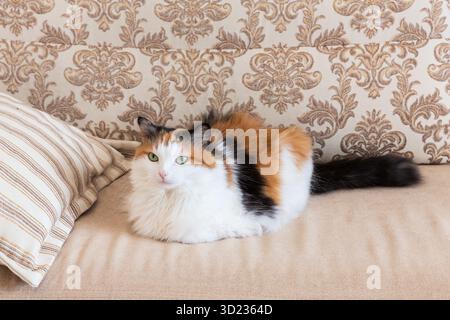 Portrait of a beautiful fluffy calico cat with green eyes, lying on a sofa at home. Adorable calico cat lying on beige sofa. Stock Photo