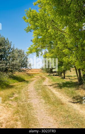 A dirt path winds through a lush green landscape with trees on either side. Stock Photo