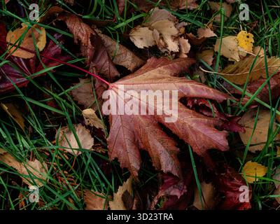 A single fallen red Acer leaf lying on a bed of birch leaves Stock Photo