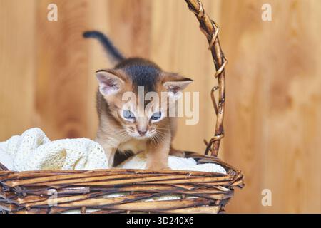 Adorable abyssinian kitten exploring wicker basket with cozy blanket in warm Stock Photo
