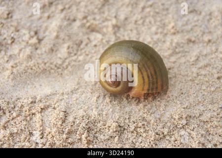 Close-up of spiral snail shell on sandy beach surface in natural light Stock Photo