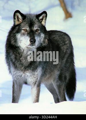 Beautiful black Wolf standing in winter snow, watching, alert. Stock Photo
