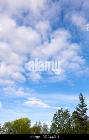 Blue summer sky with cumulus clouds over tree tops. Stock Photo