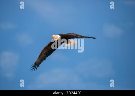Bald Eagle in flight on blue sky with soft white clouds. Stock Photo
