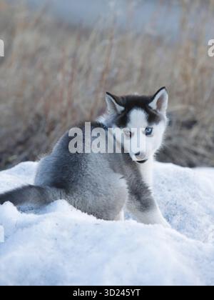 Cute Husky puppy sitting in snow, looking back Stock Photo