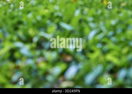 Abstract blurred green foliage background with soft focus and natural light Stock Photo